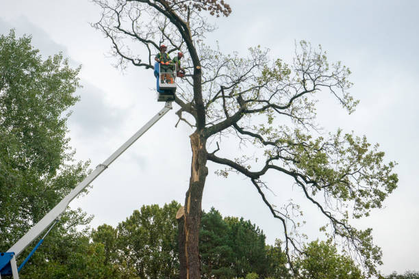 Tree Care Services