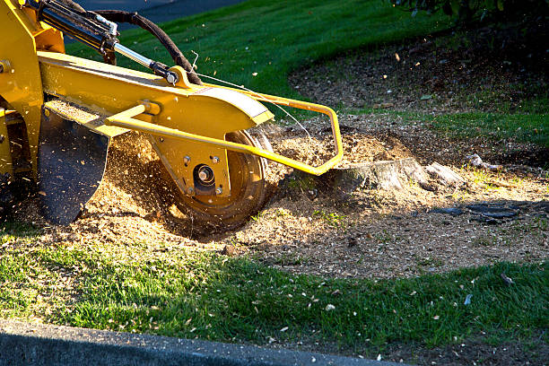 Britton, SD Tree Care Services Company